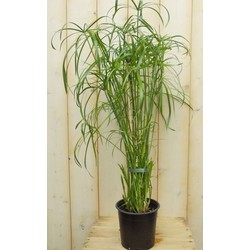 2 stuks - Parapluplant Papyrus Cyperus Alternifolius Kamerplant