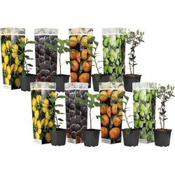Mediterrane Fruitbomen - Set van 8 - Pot 9cm - Hoogte 25-40cm