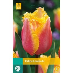 5 stuks - Tulipa Lambada 5 bollen