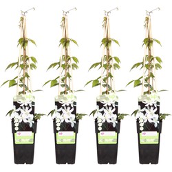 Hello Plants Clematis Montana Grandiflora Bosrank - Klimplant - 4 Stuks - Ø 15 cm - Hoogte: 65 cm
