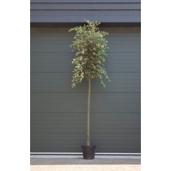 Steeneik Quercus ilex h 375 cm st. omtrek 15 cm st. h 190 cm - Warentuin Natuurlijk