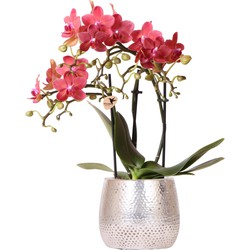 Kolibri Orchids | rode Phalaenopsis orchidee – Congo + Elite pot silver – potmaat Ø9cm – 40cm hoog | bloeiende kamerplant in bloempot - vers van de kweker