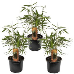 Fargesia Asian - Set van 3 - Niet woekerende Bamboe - Pot 13cm - Hoogte 25-40cm