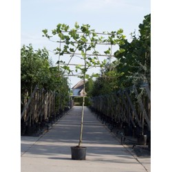 Plataan als leiboom Platanus hispanica h 340 cm st. omtrek 16 cm st. h 220 cm