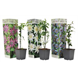 Passiflora - Mix van 3 - Passiebloem - Klimplant - Pot 9cm - Hoogte 25-40cm