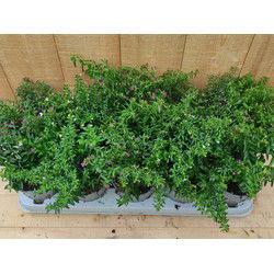 Luciferplant Cuphea 10 potjes per tray kleur mix