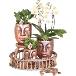 Kolibri Orchids | Planten set Face-2-Face bronze - met witte Phalaenopsis Orchide, groene plant Succulent en Rhipsalis - incl. keramieken sierpotten | potmaat Ø9cm