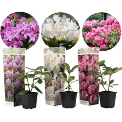 Rhododendron - Mix van 3 - Paars wit roze - Tuinplant - Pot 9cm - Hoogte 25-40cm
