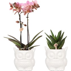 Kolibri Company - Planten set Owl sierpot wit | Set met Phalaenopsis orchidee Treviso Ø9cm en groene planten Succulent Ø9cm  | incl. witte keramieken sierpotten