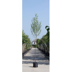 Witte wilg Salix alba h 350 cm st. omtrek 12 cm