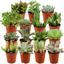 ZynesFlora - Mini Succulenten Mix - 15 Stuks - Ø 5,5 cm - Hoogte: 5-10 cm - Vetplant - Kamerplant