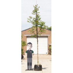 Gewone walnotenboom Juglans regia h 450 cm st. omtrek 16 cm st. hoogte 210 cm - Warentuin Natuurlijk