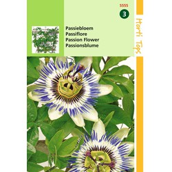 2 stuks - Passiflora Coerulea Passiebloem - Hortitops
