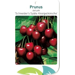 Prunus Avium Scjneider s Spate Knorpelkirsche - Oosterik Home