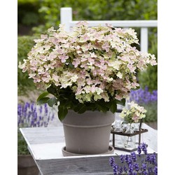 Hydrangea paniculata '(S)witch Ophelia' - Hortensia - Pot 19cm - Hoogte 30-40cm