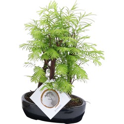 Outdoor Bonsai Metasequoia Forest - Bonsai - Pot 15cm - Hoogte 20-30cm