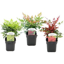 Nandina Lemon Lime, Gulfstream, Obsessed - Mix van 3 - Pot 17cm - Hoogte 25-40cm