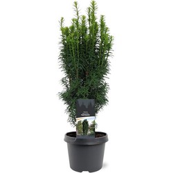 Taxus baccata Fastigiata 40-50 cm Conifeer