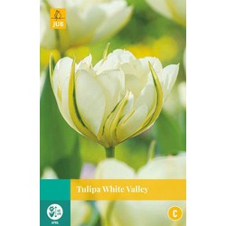 Tulipa White Valley