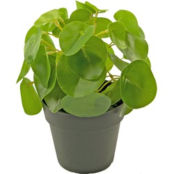 Greenmoods Kunst Pannenkoekplant - Pilea peperomioides - Nep plant - 1 Stuk - 20cm