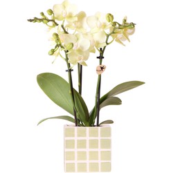 Kolibri Orchids | Gele phalaenopsis orchidee Mexico + Mosa sierpot groen - potmaat Ø9cm | bloeiende kamerplant - vers van de kweker