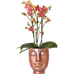 Kolibri Orchids | Oranje geurende orchidee in Bronzen Face-2-face sierpot - potmaat Ø12cm