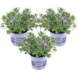 Hebe All Blooms 'Siara' - Blauw - Hebe - Set van 3 - Pot 13cm - Hoogte 30-35cm