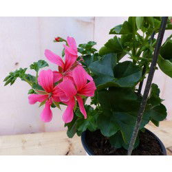 3 stuks! Oostenrijkse geranium hangplant roze