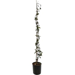 Jasmijn XL - Trachelospermum jasminoides - Pot 17cm - Hoogte 110-120cm