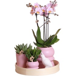 Kolibri Company | Gift set Optimisme pink| Plantenset met roze Phalaenopsis Orchidee en Succulenten incl. keramieken sierpotten