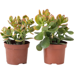 Geldboom - Set van 2 - Crassula ovata 'Sunset' - Hoogte 15-20cm - ⌀12cm