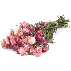 Bries aan Zee Droogbloemen - Gedroogde strobloem - roze Helichrysum - HELICHRYSUM PINK
