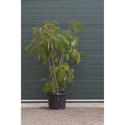 Perzische slaapboom meerstammig Alibizia julibrissin h 187,5cm