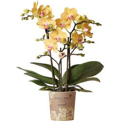 Kolibri Orchids | gele Phalaenopsis orchidee - Lima - potmaat Ø9cm | bloeiende kamerplant - vers van de kweker