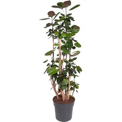 Polyscias 'Fabian' - XXL Plant - Pot 31cm - Hoogte 140-150cm