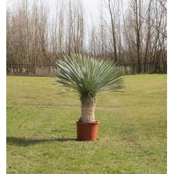 Gewone palmlelie Yucca rostrata h 140 cm st. h 55 cm