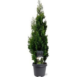 Thuja occidentalis Degroot Spire 60-80 cm Conifeer
