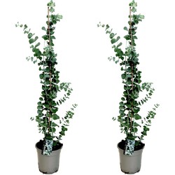 Eucalyptus Silver Dollar x2 - Winterharde Eucalyptus -Pot 19cm -Hoogte 100-110cm