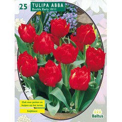 2 stuks - Tulipa Dubbel Vroeg Abba per 25