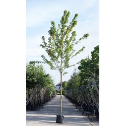 Amerikaanse rode esdoorn Acer rubrum h 250 cm st. omtrek 8 cm - Warentuin Natuurlijk