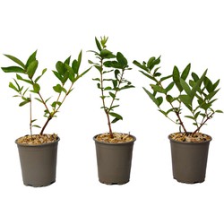 Lonicera kamtchatica - Set van 3 - Honingbes - Pot 9cm - Hoogte 25-40cm