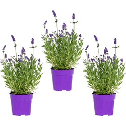 3x Lavandula angustifolia &apos;Ardèche Blue&apos; - Lavendel - Heester - Winterhard - ⌀10,5 cm - ↕10-15 cm