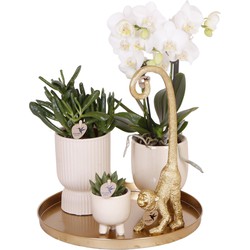 Kolibri Company | Gift set Luxury Living | Plantenset met witte Phalaenopsis Orchidee en Succulenten incl. keramieken sierpotten