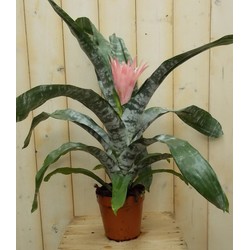 Kokerbromelia roze - Warentuin Natuurlijk