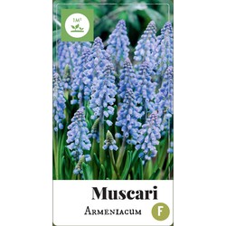 2 stuks - Muscari armeniacum 80 bollen