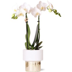 Kolibri Orchids | witte Phalaenopsis orchidee - Amabilis + Lush pot - potmaat Ø9cm - 35cm hoog | bloeiende kamerplant - vers van de kweker
