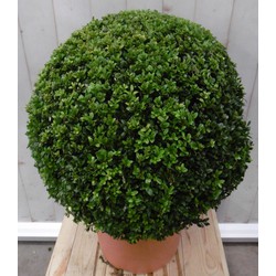 Buxus Bol 40 cm