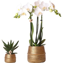 Kolibri Company - Planten set Groove goud | Set met witte Phalaenopsis orchidee Amabilis Ø9cm en groene plant Succulent Aloe Brevifolia Ø6cm  | incl. gouden keramieken sierpotten