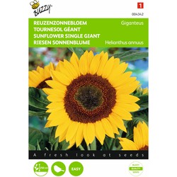 2 stuks - Saatgut Helianthus Giganteus Sonnenblume - Buzzy