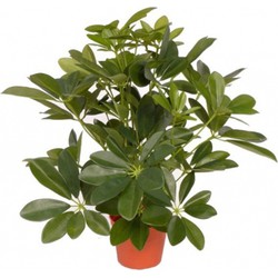 Schefflera kunstplant 55 cm - Kunstplanten